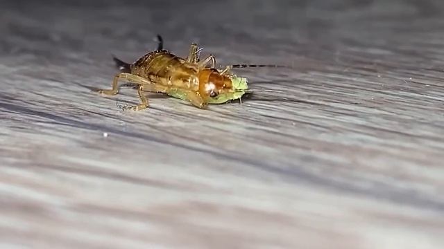 Двухвостка ест острый ВАСАБИ| Та самая каракатица| шок ? смотреть онлайн