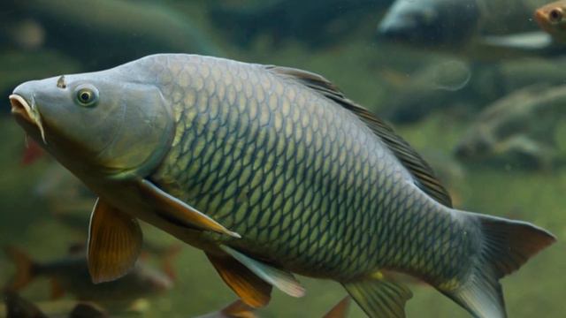 Как правильно ловить карпа на фидер? Смотрите видео смотреть онлайн