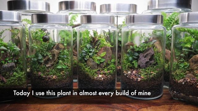 Best plant for closed terrariums? смотреть онлайн