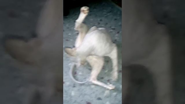 Голую киску прет смотреть онлайн