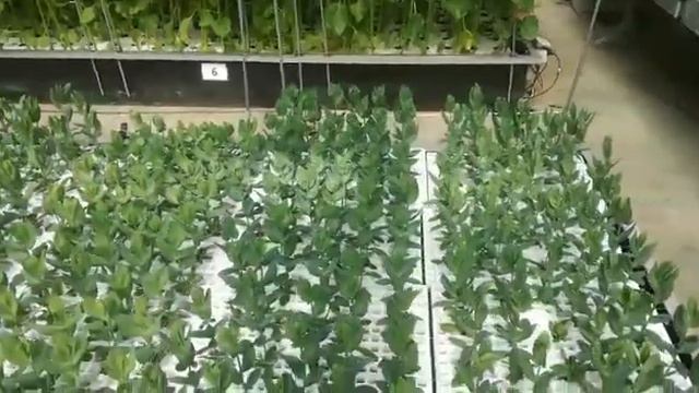 Teelt zomerbloemen op water смотреть онлайн