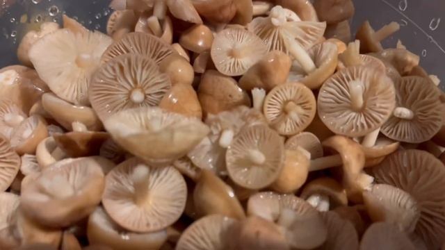 Mezei szegfűgomba & Sárga gévagomba - Fairy ring mushroom & Chicken of the woods - Marasmius oreade смотреть онлайн