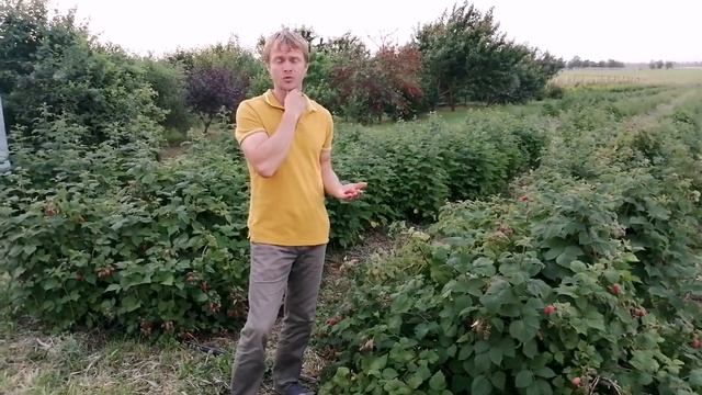 Пшехиба смотреть онлайн