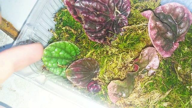 Комнатные цветы! Новые сорта бугенвиллии! смотреть онлайн