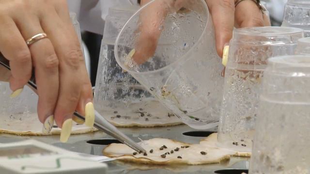 Российский центр защиты леса