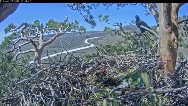 22.04.2022 Первый суслик этого года, принесенный Алтыном в гнездо. Содержание ⬇️ смотреть онлайн
