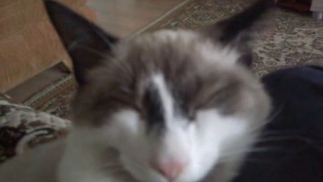 Ехидный кот, Хитрый кот, Довольный кот, кот Сноу-Шу смотреть онлайн
