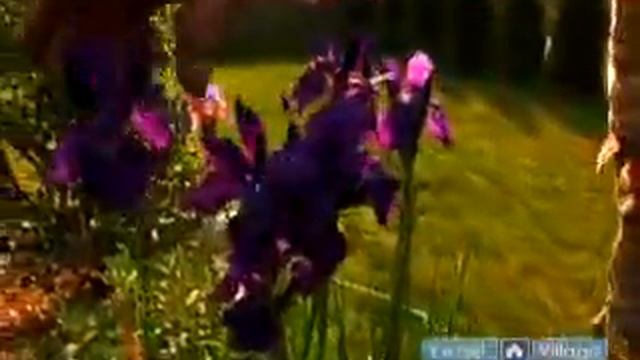 Irises In Your Garden смотреть онлайн