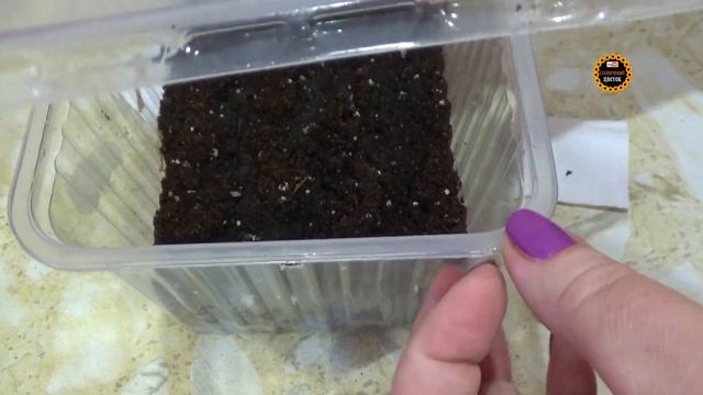 Декоративная капуста. Сеем семена на рассаду. Цветник без хлопот, красивая грядка. смотреть онлайн