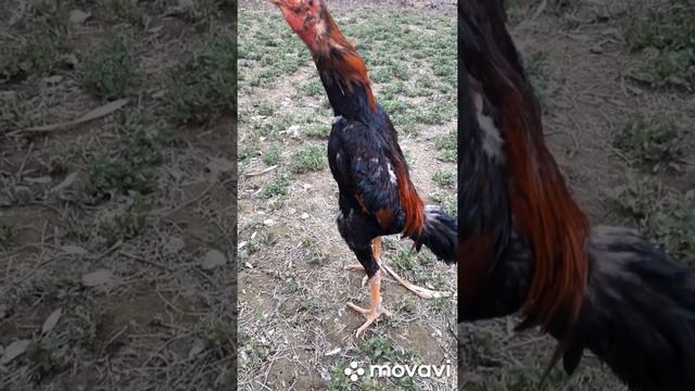 БОЙЦОВЫЕ ПЕТУХИ смотреть онлайн