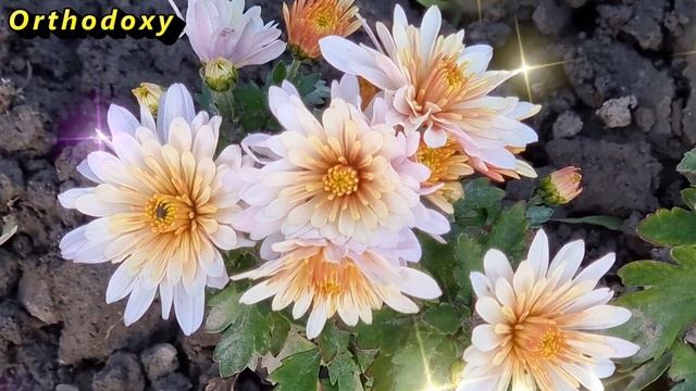 Молитвы на сон грядущим # 3 смотреть онлайн
