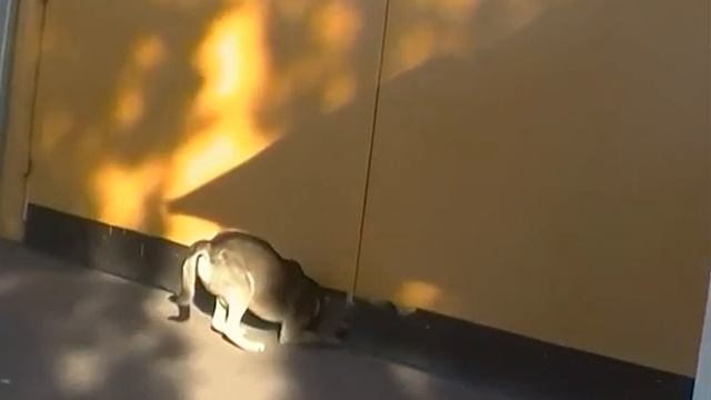 собака пытается пролезть в дырку ворот 10.06.2015 г. смотреть онлайн