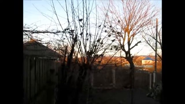 Воробьи зимой смотреть онлайн