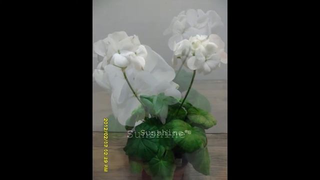 Pelargonium Multibloom White смотреть онлайн