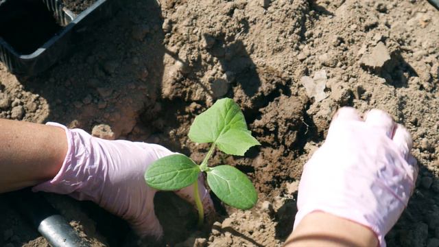 МОЖНО ЛИ ИЗБЕЖАТЬ ГОРЕЧИ В ОГУРЦАХ? смотреть онлайн