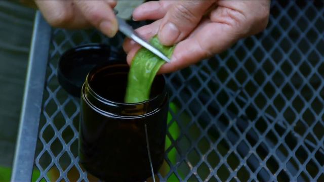 Growing & Caring for Foliage Plants : How to Extract Aloe Vera From the Plant смотреть онлайн