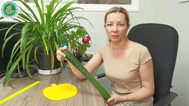 Огурец Китайский Император смотреть онлайн