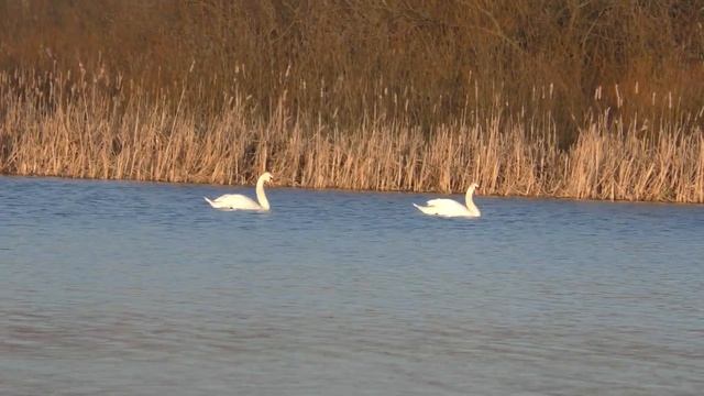 Лебеди на пруду смотреть онлайн
