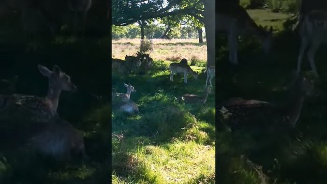 приколы Приколы 2022.Как живут олени в Ричмонд парке Лондона!Приколы с животными #shorts смотреть онлайн