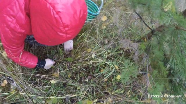 ГРИБЫ В ОКТЯБРЕ!?ИЛИ КАК МЫ С ЖЕНОЙ РЫЖИКИ СОБИРАЛИ))) смотреть онлайн