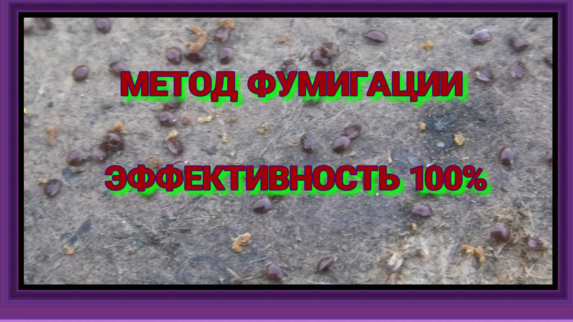 ОСМОТР ПОКАЗАЛ ГИБЕЛЬ ПЧЕЛИНОЙ МАТКИ..mp4 смотреть онлайн