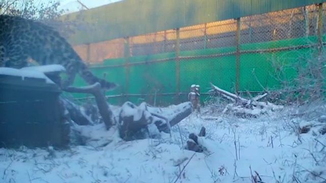 Леопард Leo 260M встретил свой первый снег смотреть онлайн
