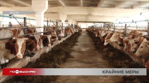 Ликвидируют поголовье скота из-за эпидемии некоторые сельхозпроизводители в Иркутской области