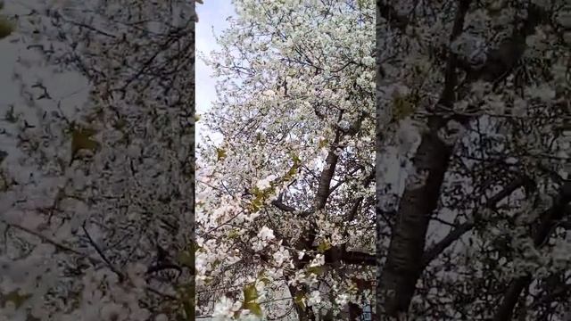 Цветение вишни в Молдавии - апрель 2022г. (Фотограф Виктор Португалов) смотреть онлайн