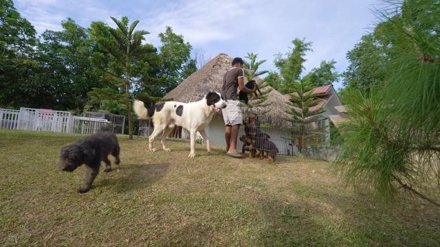 Rottweiler vs Alabai vs Caucasian Ovcharka vs Hungarian Puli смотреть онлайн