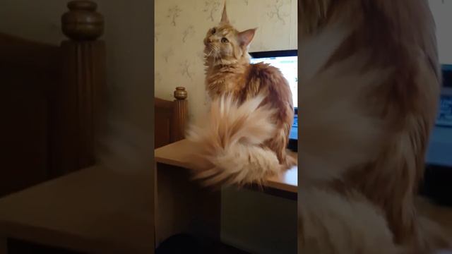Maine Coon смотреть онлайн