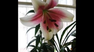 Лилия Триумфатор. Размножение