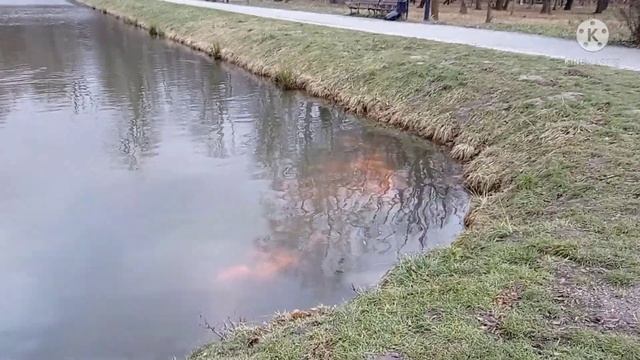 Рождественское чудо на пруду, расписываем рождественские пряники смотреть онлайн