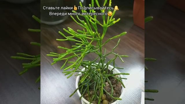 #shorts Хатиора Солеросовая кидается сигментами?Почему Хатиора скидывает листья, мои наблюдения?