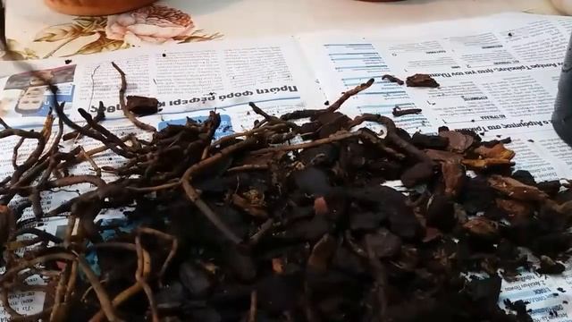 Цветы орхидеи резко поникают-в чем причина? смотреть онлайн