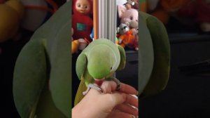 Ожереловый попугай Кузя разговаривает