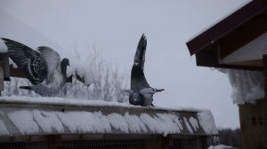 РАЗМЕРЫ  ГНЕЗДОВЫХ СЕКЦИЙ ДЛЯ ГОЛУБЕЙ. Это может сделать каждый.