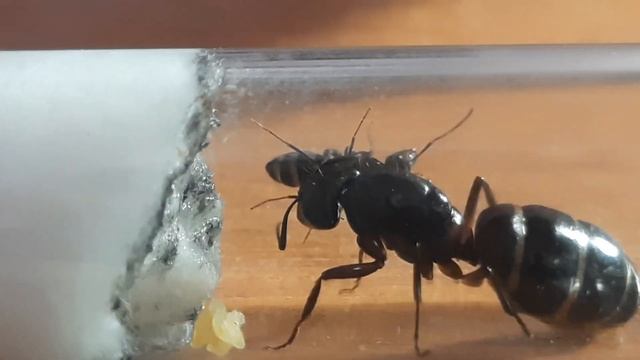 Ура первые рабочие у Camponotus Ligniperda! смотреть онлайн