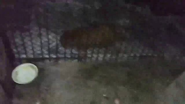 1378. Маркиза - дневник приручения дикой лисы, ест яйцо, гладится, не хочет есть мясо, заходит кот.