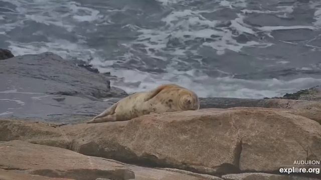 Сладкий сон на берегу океана#США. Виналхавен смотреть онлайн