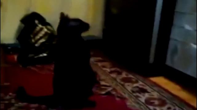 Кошки ходят на двух лапах. смотреть онлайн