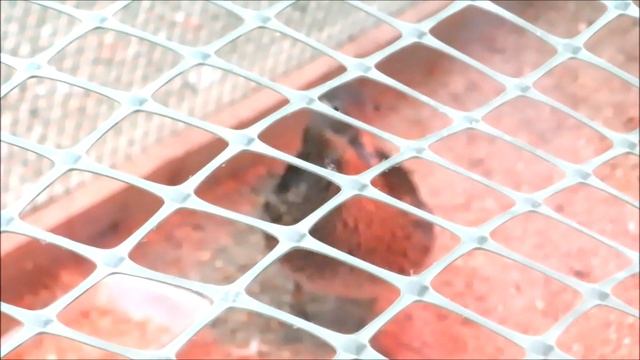 Утки мандаринки пополнили своё семейство 17.01.2023 смотреть онлайн