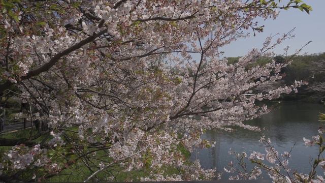 a6600 Sakura's смотреть онлайн