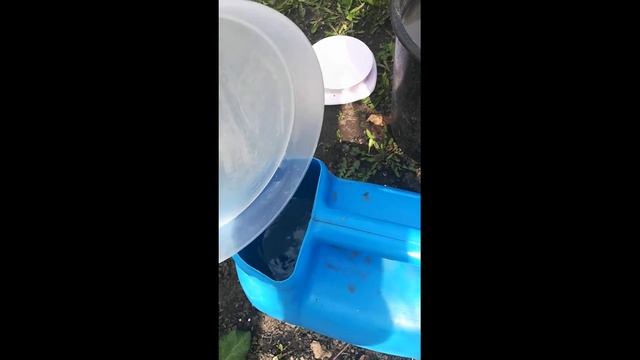 Подкормка хвойных деревьев после зимы смотреть онлайн