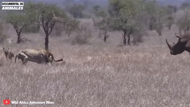 ¡Horrible! Un Curioso León Fue Estrangulado Por Una Pitón Mientras Acechaba A Su Presa смотреть онлайн