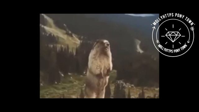 ПОДХОДИЛА К ИРОКАМ В СКИНЕ НОВИЧКА! ИХ РЕАКЦИЯ?||пони таун смотреть онлайн