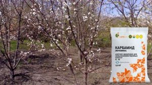 Чем подкормить вишню весной