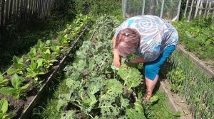 Делюсь своим методом борьбы  с бабочкой молью на белокочанной капусте