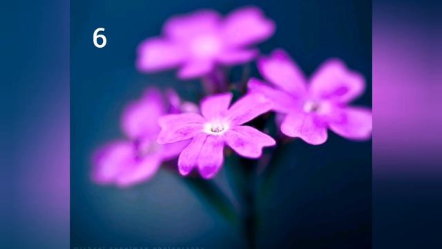 А за какую картинку ты? Обязательно не забудь написать в комментариях! смотреть онлайн