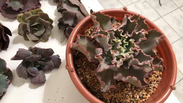 Rifa suculentera! Gana esta enorme echeveria ballerina смотреть онлайн