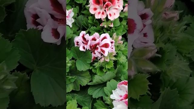 Pelargonium grandiflorum in full bloom ? смотреть онлайн